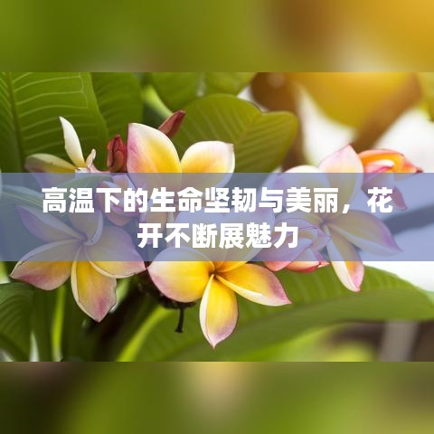 高温下的生命坚韧与美丽，花开不断展魅力