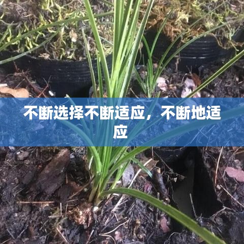 不断选择不断适应，不断地适应 
