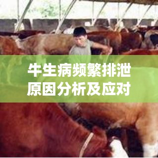 牛生病频繁排泄原因分析及应对之策
