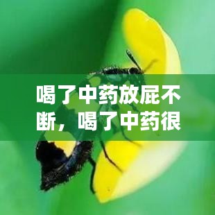 喝了中药放屁不断，喝了中药很多屁放 