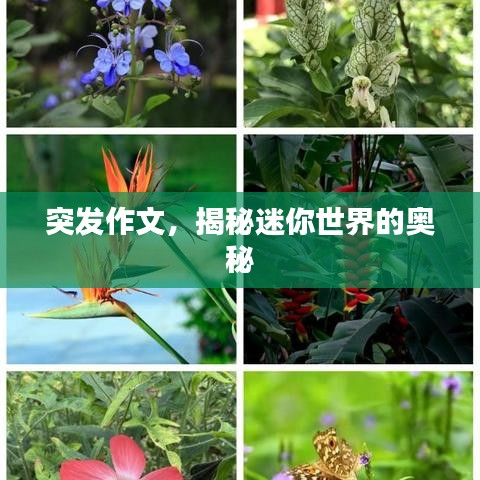 突发作文，揭秘迷你世界的奥秘