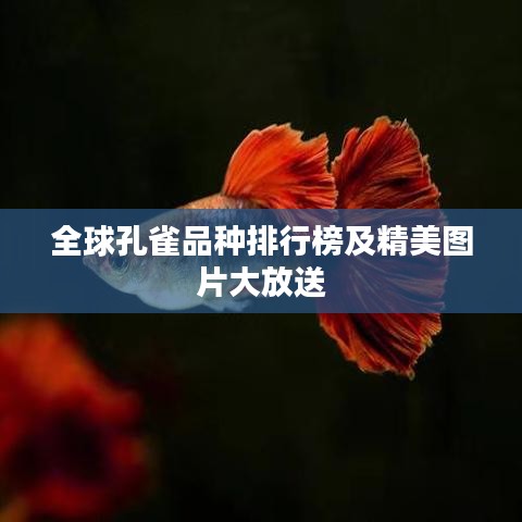 全球孔雀品种排行榜及精美图片大放送
