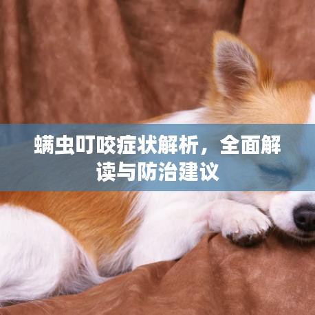 螨虫叮咬症状解析，全面解读与防治建议