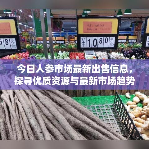 今日人参市场最新出售信息，探寻优质资源与最新市场趋势