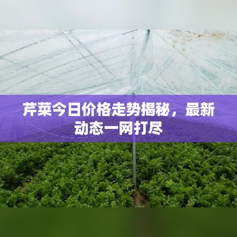 芹菜今日价格走势揭秘，最新动态一网打尽
