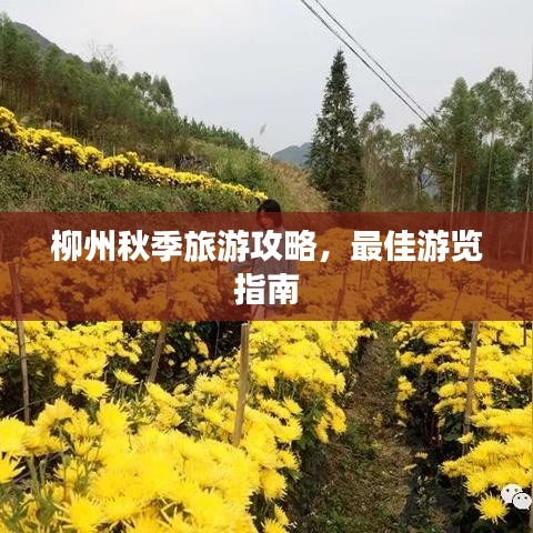 柳州秋季旅游攻略，最佳游览指南