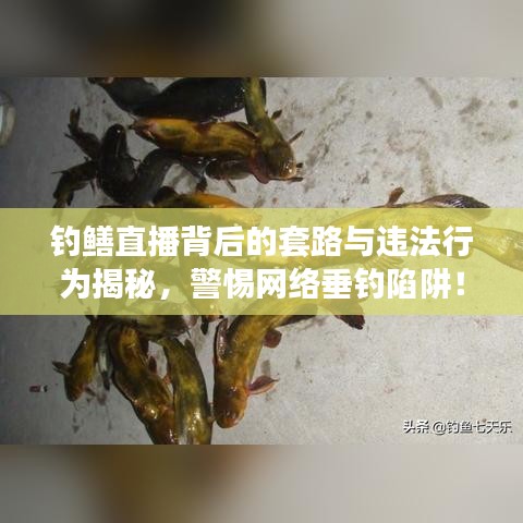 钓鳝直播背后的套路与违法行为揭秘，警惕网络垂钓陷阱！