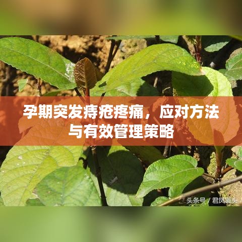 孕期突发痔疮疼痛，应对方法与有效管理策略