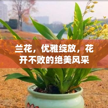 兰花，优雅绽放，花开不败的绝美风采