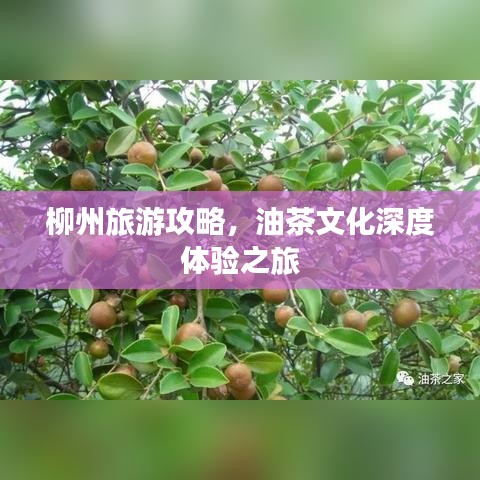柳州旅游攻略，油茶文化深度体验之旅