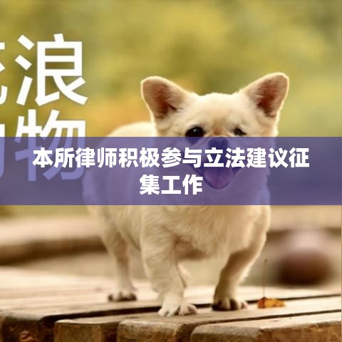 本所律师积极参与立法建议征集工作