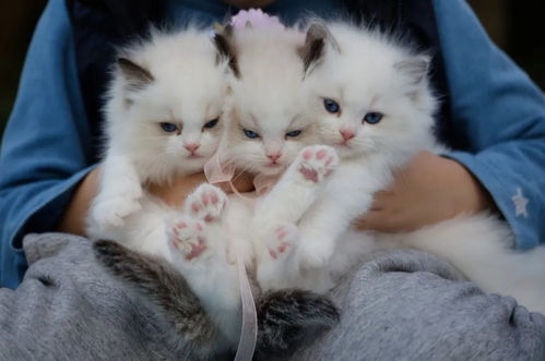 猫咪全版本，绝对经典解释定义_SHD_v10.296——轻量级软件的卓越典范
