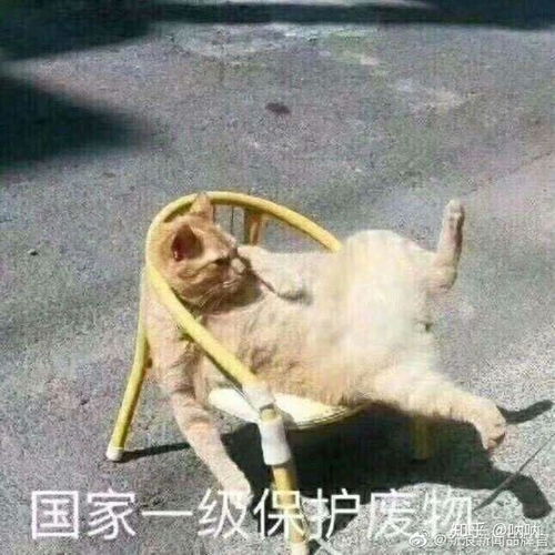 郑州职称官方下载,高速解析响应方案-桌面款_v2.356