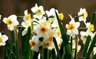 睡眠学法下载官方及橙光游戏无需鲜花版本，可持续发展实施探索_FHD_v1.330不香了？这5款替代软件更好用！